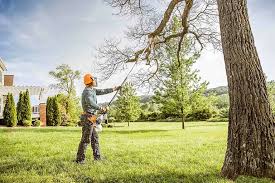 Rancho Calaveras, CA  Tree Services Company