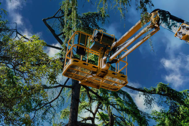 Best Tree Risk Assessment  in Rancho Laveras, CA